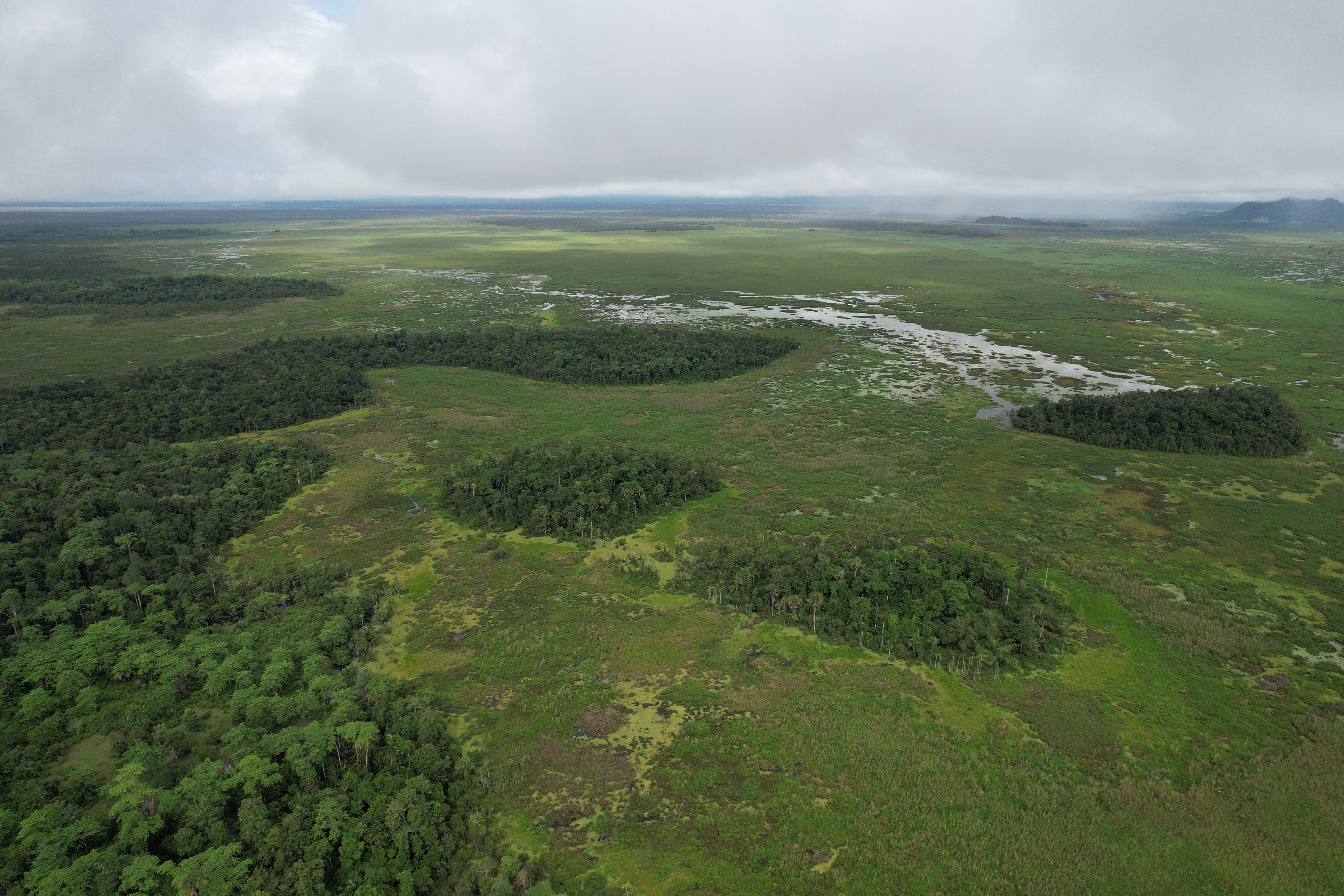 Latar Belakang Kehutanan