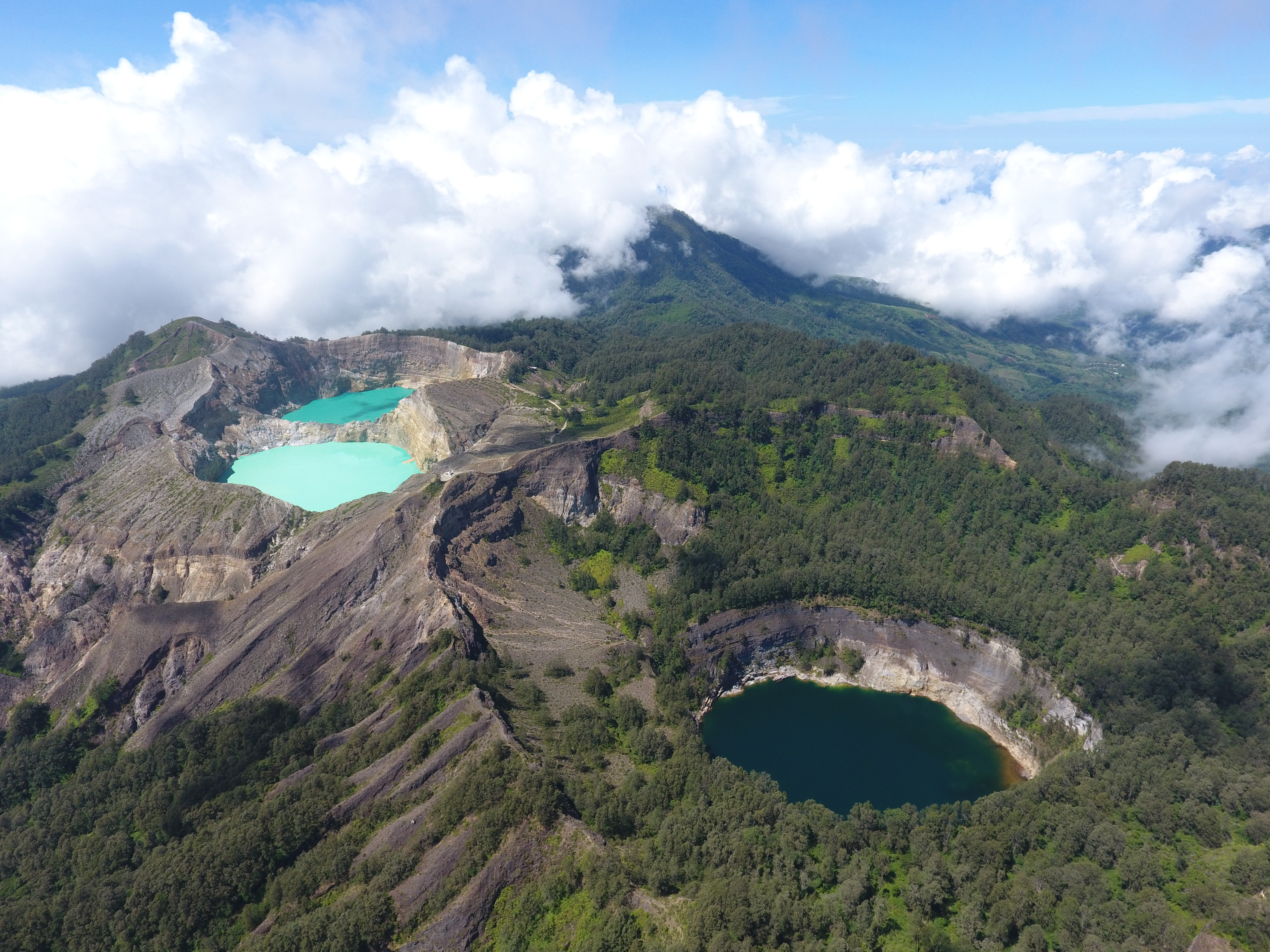 Latar Belakang Kehutanan