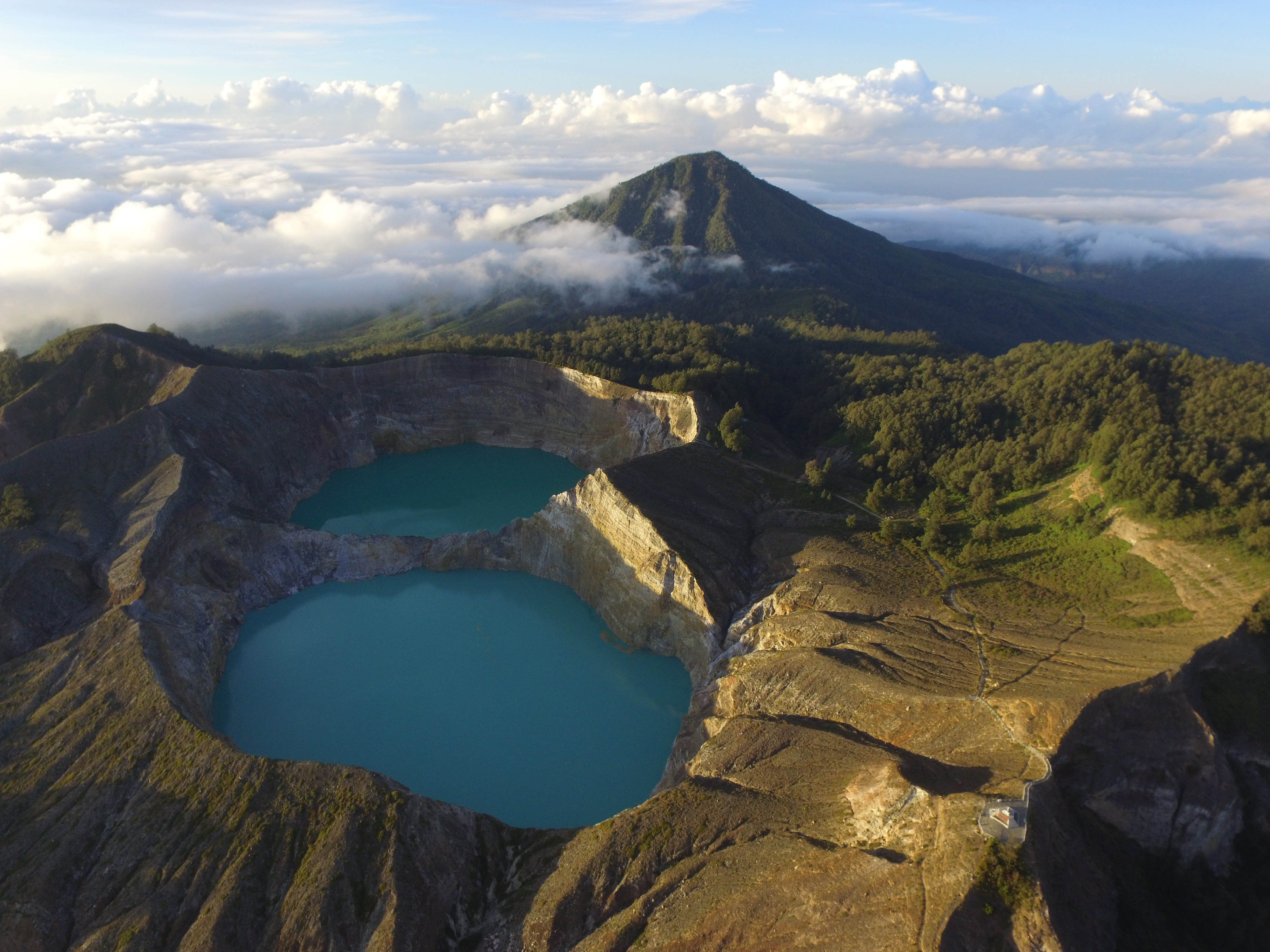Latar Belakang Kehutanan