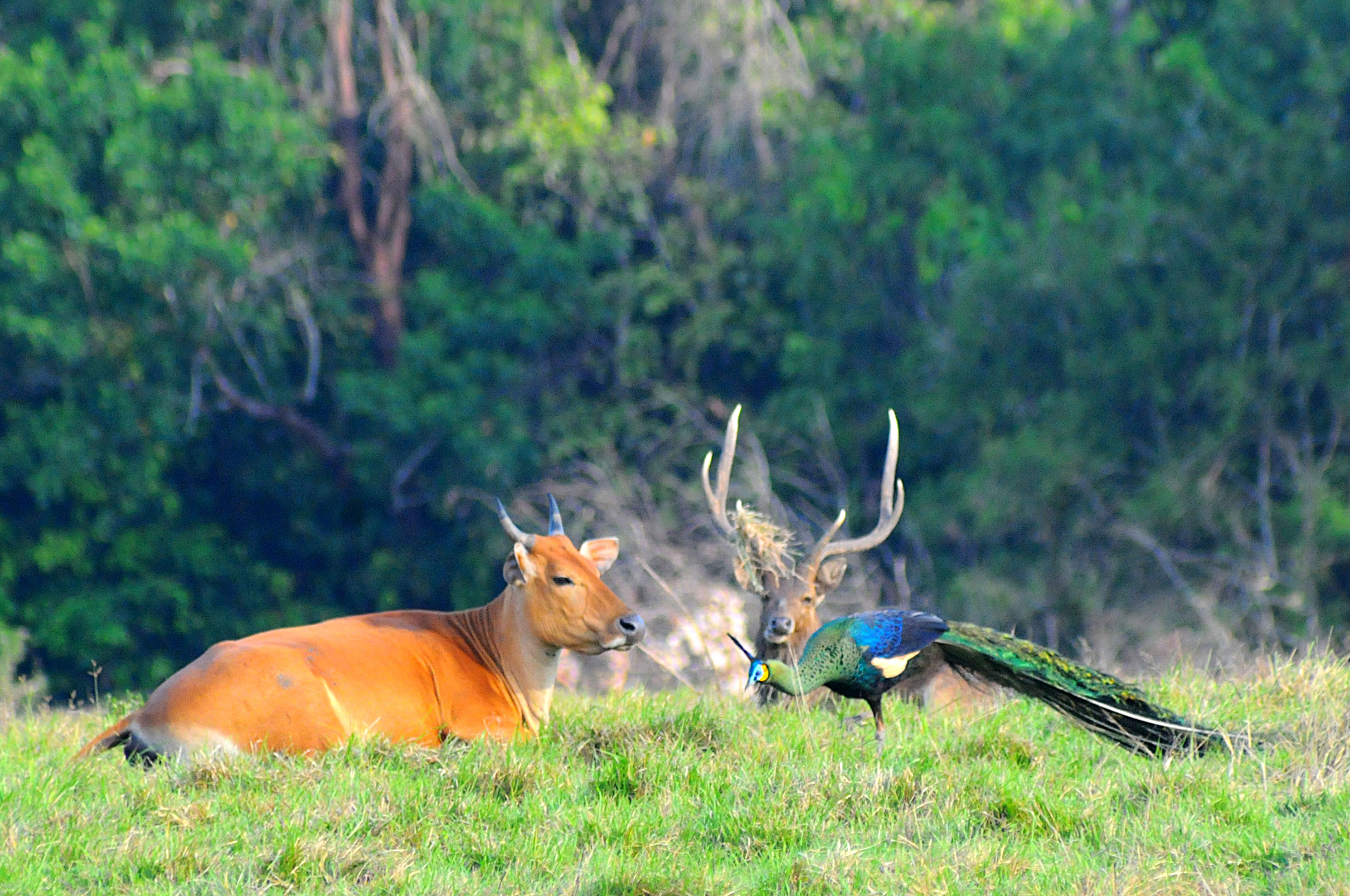 Latar Belakang Kehutanan
