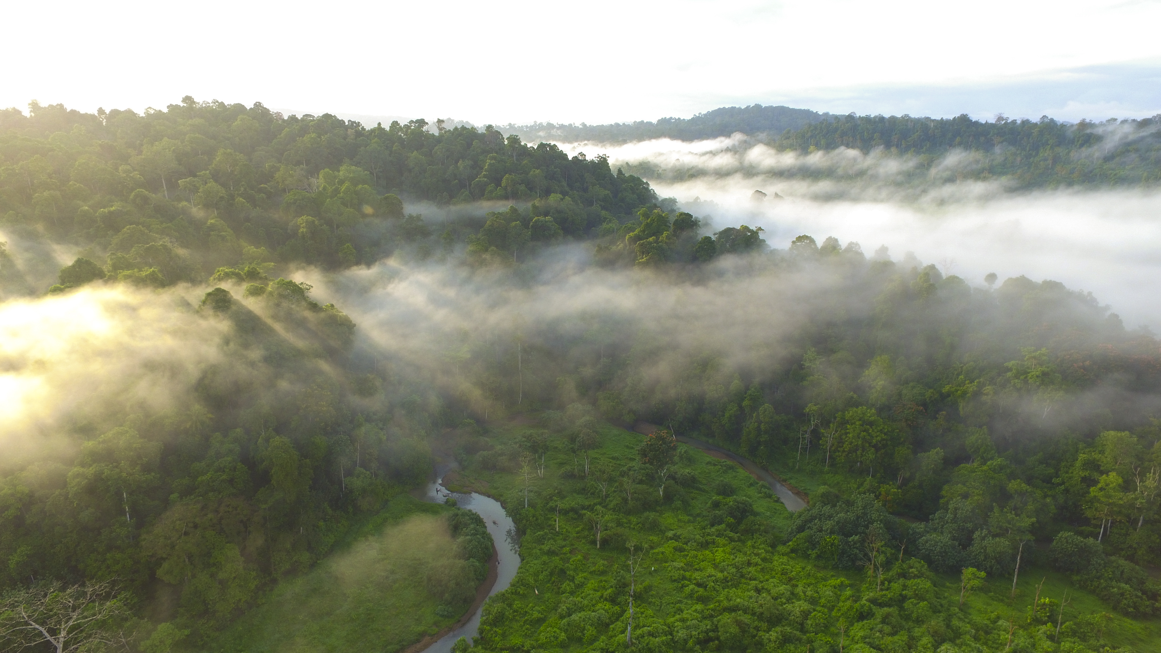 Latar Belakang Kehutanan